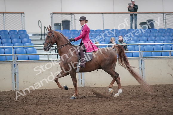 2019 Morgan Horse Show - Aug 31, 2019 - 08626