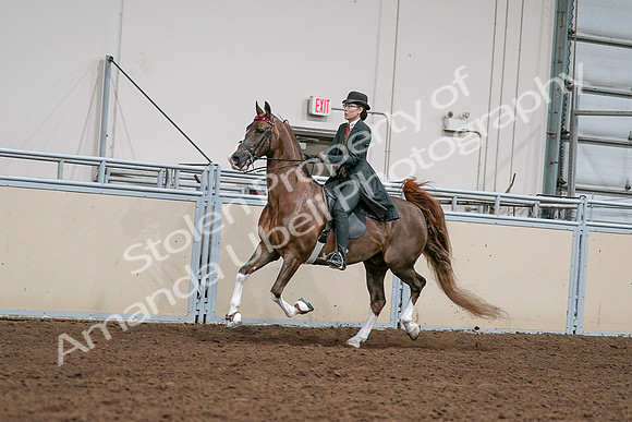 2020 - AB Morgan Horse - Sat, Sept 05 - 13026