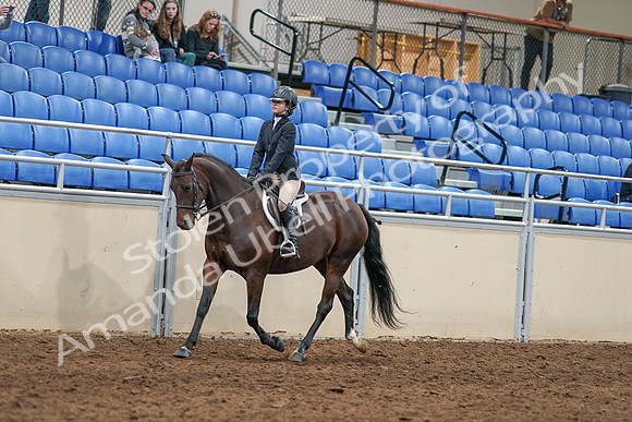 2020 - AB Morgan Horse - Sat, Sept 05 - 14388