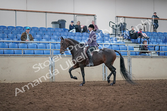 2019 Morgan Horse Show - Aug 31, 2019 - 14789