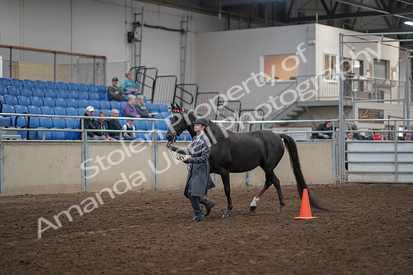 2019 Morgan Horse Show - Aug 31, 2019 - 02106