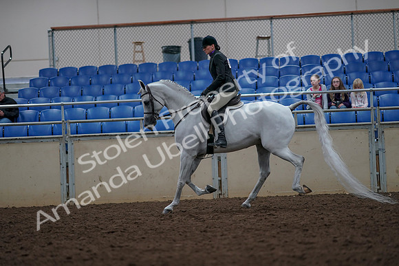 2019 Morgan Horse Show - Aug 31, 2019 - 15977