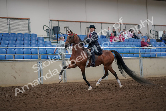 2019 Morgan Horse Show - Aug 30, 2019 - 25068