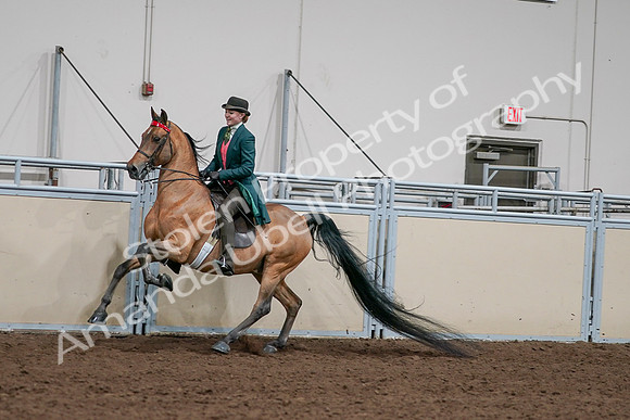 2020 - AB Morgan Horse - Sat, Sept 05 - 13792