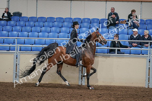 2020 - AB Morgan Horse - Sat, Sept 05 - 06774