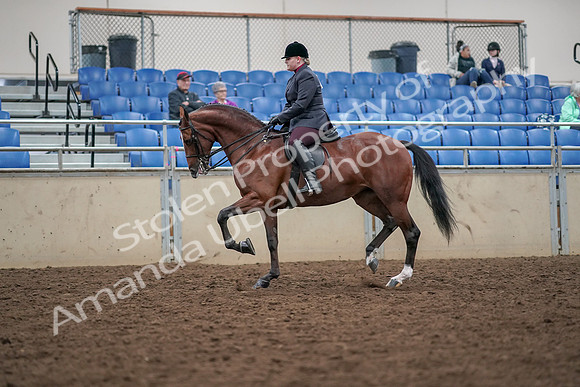 2019 Morgan Horse Show - Aug 30, 2019 - 20256