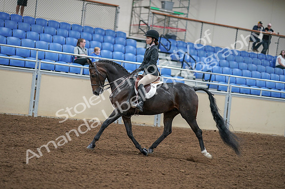 2020 - AB Morgan Horse - Fri, Sept 04 - 05822