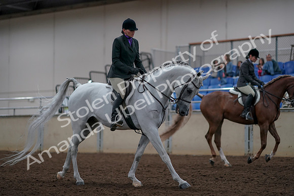 2019 Morgan Horse Show - Aug 31, 2019 - 16117