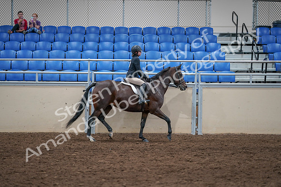 2020 - AB Morgan Horse - Sat, Sept 05 - 05136