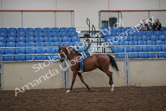 2019 Morgan Horse Show - Aug 30, 2019 - 31322