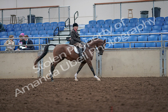 2019 Morgan Horse Show - Aug 31, 2019 - 16095