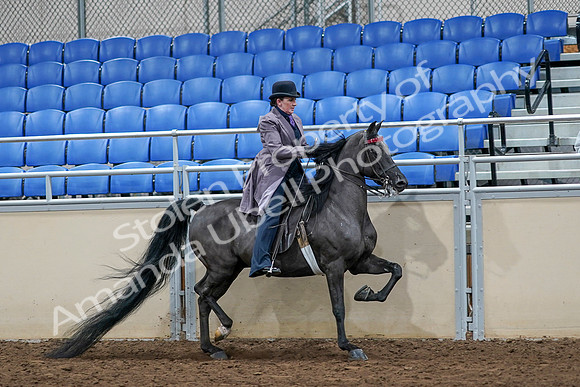 2020 - AB Morgan Horse - Sat, Sept 05 - 13823