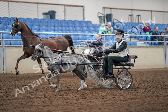 2019 Morgan Horse Show - Aug 30, 2019 - 13276