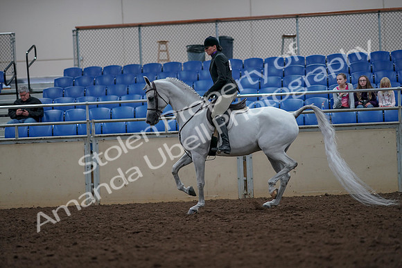 2019 Morgan Horse Show - Aug 31, 2019 - 15979