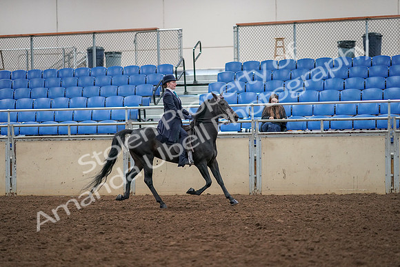 2019 Morgan Horse Show - Aug 30, 2019 - 12380