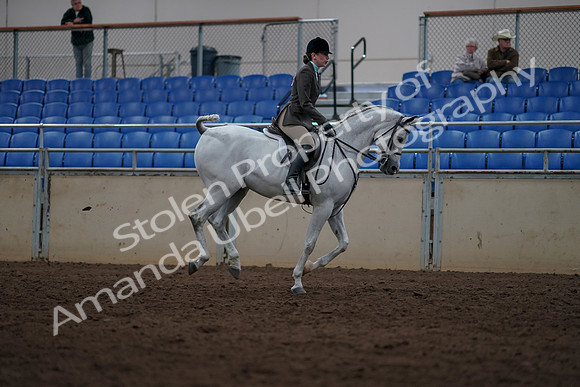 2019 Morgan Horse Show - Sept 01, 2019 - 08832