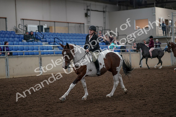 2019 Morgan Horse Show - Aug 30, 2019 - 31283
