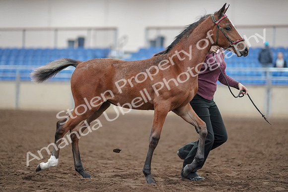2019 Morgan Horse Show - Aug 31, 2019 - 00466