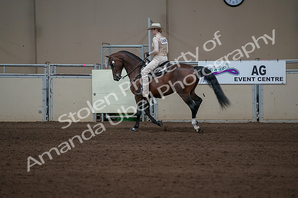 2019 Morgan Horse Show - Sept 01, 2019 - 06977