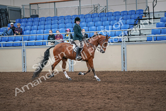 2020 - AB Morgan Horse - Sat, Sept 05 - 05103