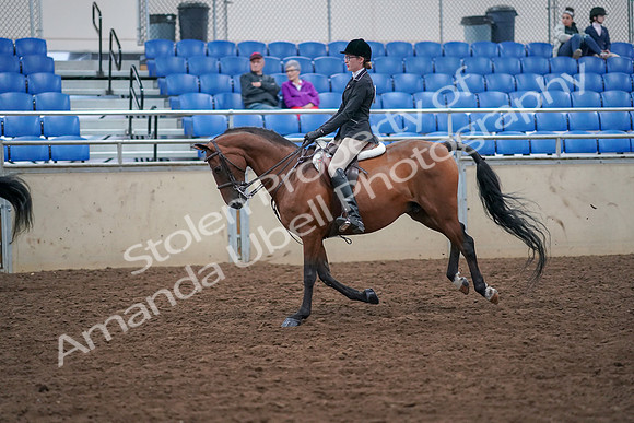 2019 Morgan Horse Show - Aug 30, 2019 - 20507