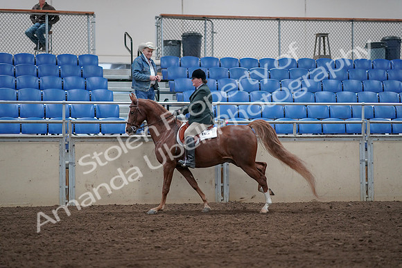 2019 Morgan Horse Show - Sept 01, 2019 - 12321