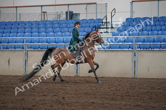 2019 Morgan Horse Show - Sept 01, 2019 - 13290