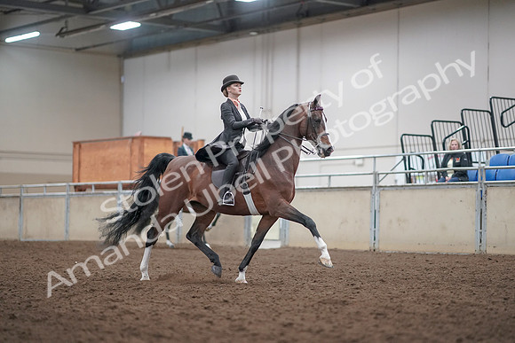 2019 Morgan Horse Show - Aug 31, 2019 - 08892