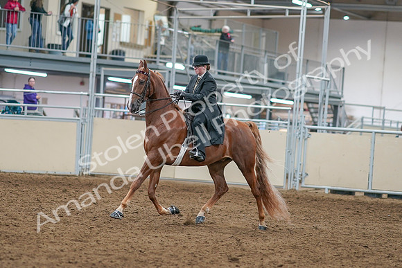 2020 - AB Morgan Horse - Sat, Sept 05 - 07962