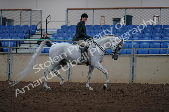 2019 Morgan Horse Show - Aug 31, 2019 - 16204
