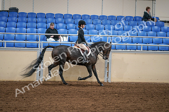 2020 - AB Morgan Horse - Fri, Sept 04 - 02167