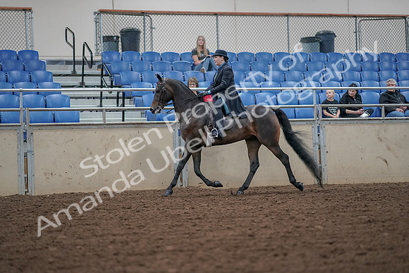 2019 Morgan Horse Show - Aug 30, 2019 - 15378