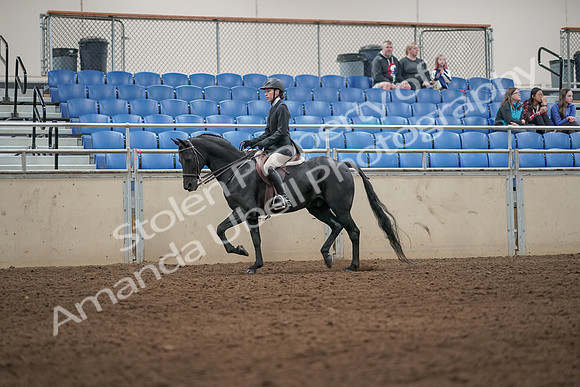 2019 Morgan Horse Show - Aug 31, 2019 - 04914