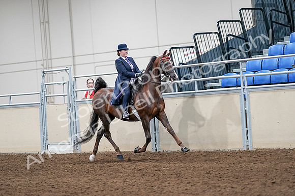 2020 - AB Morgan Horse - Fri, Sept 04 - 08074