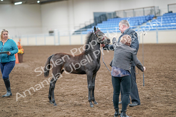 2020 - AB Morgan Horse - Sat, Sept 05 - 00487