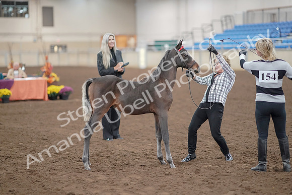 2019 Morgan Horse Show - Aug 30, 2019 - 24896