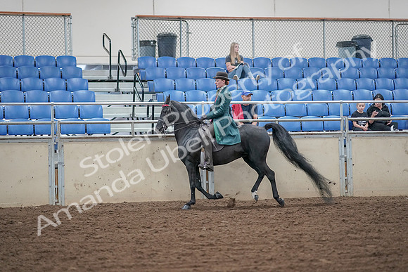2019 Morgan Horse Show - Aug 30, 2019 - 15580