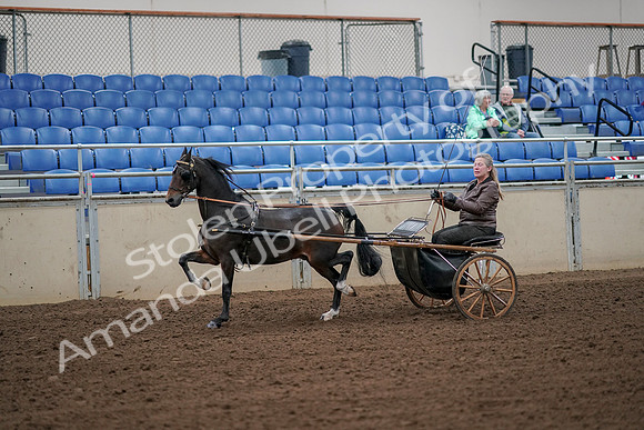 2019 Morgan Horse Show - Aug 30, 2019 - 13091