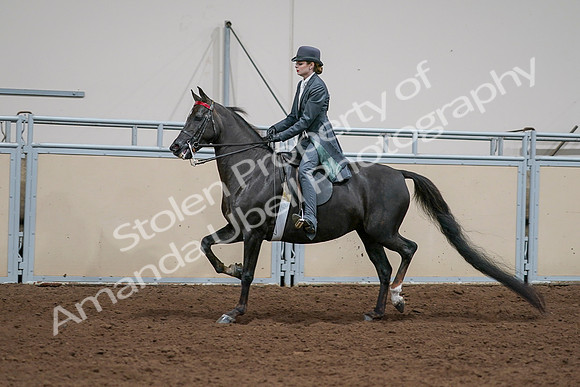 2020 - AB Morgan Horse - Sat, Sept 05 - 13651