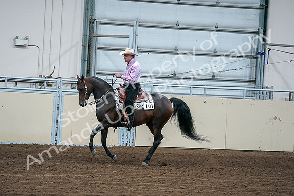 2020 - AB Morgan Horse - Fri, Sept 04 - 00540