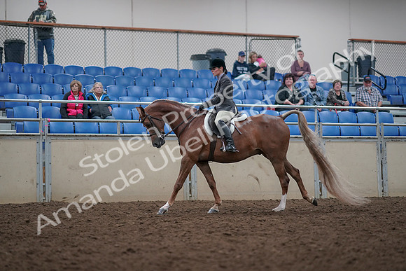 2019 Morgan Horse Show - Aug 31, 2019 - 15993