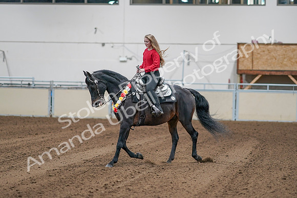 2020 - AB Morgan Horse - Sat, Sept 05 - 10383