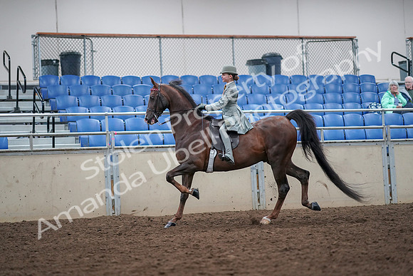 2019 Morgan Horse Show - Aug 30, 2019 - 17785