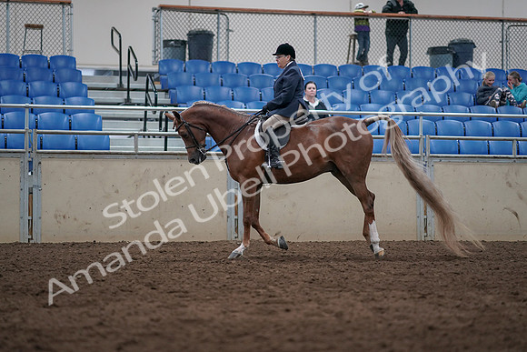 2019 Morgan Horse Show - Sept 01, 2019 - 08679
