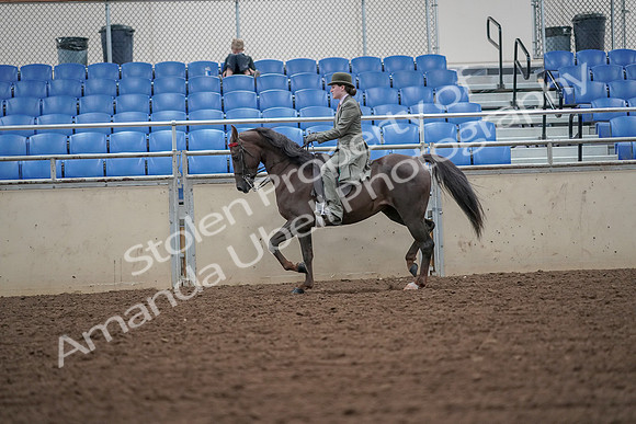 2019 Morgan Horse Show - Aug 30, 2019 - 15404
