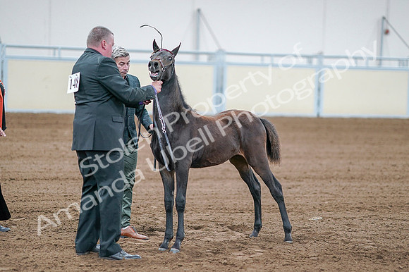 2020 - AB Morgan Horse - Fri, Sept 04 - 06206