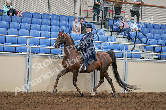 2020 - AB Morgan Horse - Fri, Sept 04 - 08003
