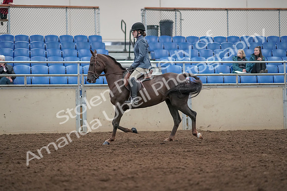 2019 Morgan Horse Show - Aug 31, 2019 - 07293