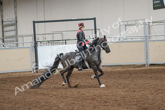 2020 - AB Morgan Horse - Fri, Sept 04 - 08705