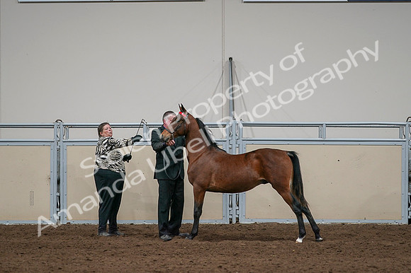 2020 - AB Morgan Horse - Fri, Sept 04 - 07620